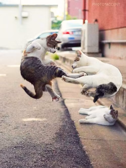 Võ lâm cao thủ mèo.