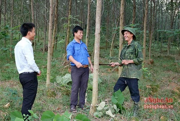 Trồng gừng trong bao tải, kỹ sư cơ khí 9X có thu nhập cao