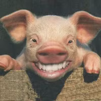 Định nghĩa về “phim con heo“
