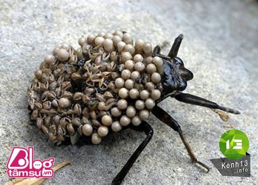 Nhũng bức ảnh khiến bạn rùng mình, toát mồ hôi ảnh 14 hinh-anh-rung-ron-blogtamsu (4)