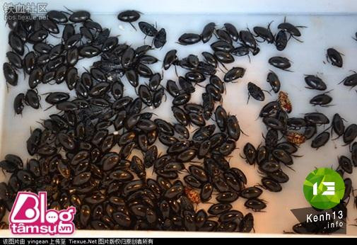 Nhũng bức ảnh khiến bạn rùng mình, toát mồ hôi ảnh 13 hinh-anh-rung-ron-blogtamsu (15)