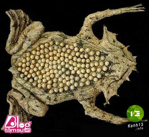 Nhũng bức ảnh khiến bạn rùng mình, toát mồ hôi ảnh 7 hinh-anh-rung-ron-blogtamsu (10)