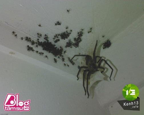 Nhũng bức ảnh khiến bạn rùng mình, toát mồ hôi ảnh 4 hinh-anh-rung-ron-blogtamsu (14)