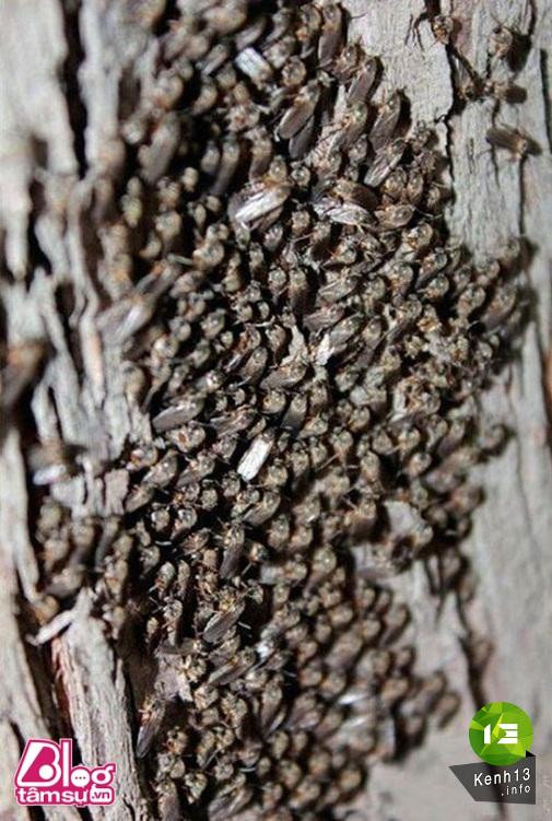 Nhũng bức ảnh khiến bạn rùng mình, toát mồ hôi ảnh 17 hinh-anh-rung-ron-blogtamsu (1)