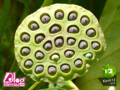 Nhũng bức ảnh khiến bạn rùng mình, toát mồ hôi ảnh 5 hinh-anh-rung-ron-blogtamsu (12)