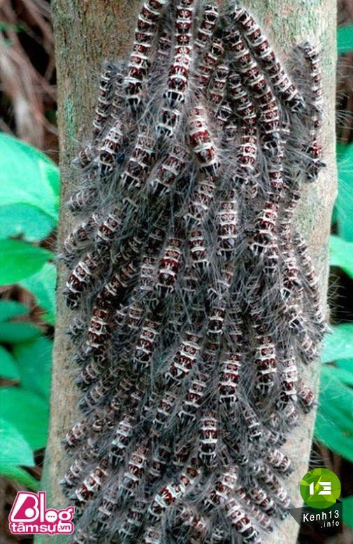 Nhũng bức ảnh khiến bạn rùng mình, toát mồ hôi ảnh 16 hinh-anh-rung-ron-blogtamsu (2)