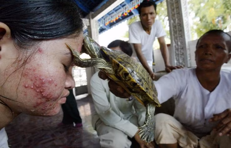 Dùng đỉa, giòi để chữa bệnh ảnh 4