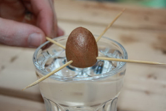 Hãy giữ lại hạt quả bơ để trồng cây làm cảnh cực đẹp ảnh 4