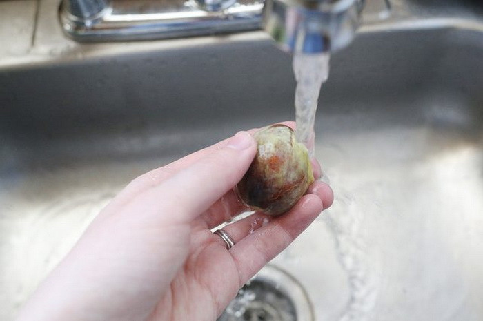 Hãy giữ lại hạt quả bơ để trồng cây làm cảnh cực đẹp ảnh 2