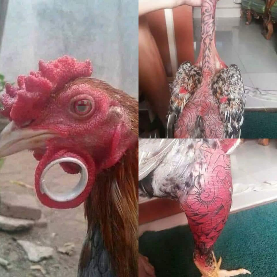 Khi bạn đam mê nghề xăm nhưng bố lại bắt trông gà.