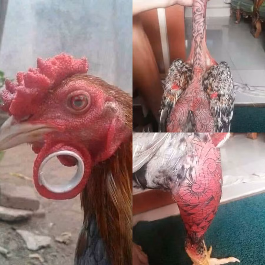 Khi bạn đam mê nghề xăm nhưng bố lại bắt trông gà.