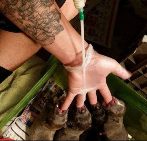 Khi cho nhiều cún cưng uống sữa cùng một lúc. Khi cho nhiều cún cưng uống sữa cùng một lúc.