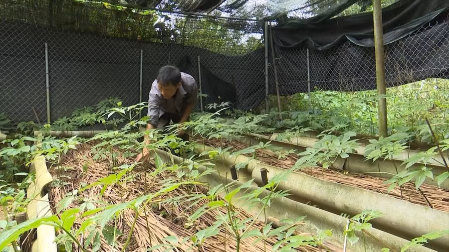 Mô hình trồng sâm Lai Châu tại xã Hồ Thầu, huyện Tam Đường.