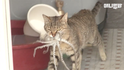 Trộm bạch tuộc, mèo bị con mồi phản công - 1