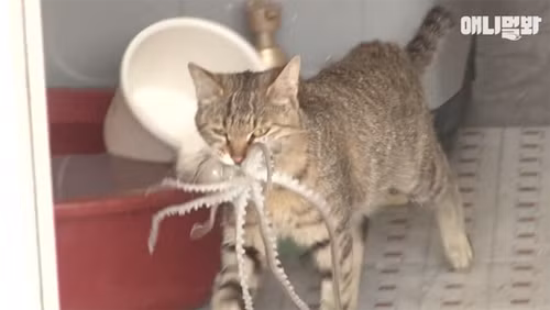 Trộm bạch tuộc, mèo bị con mồi phản công - 1