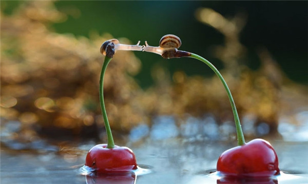 Đôi ốc sên này không ngần ngại thể hiện tình yêu dù ở bất cứ nơi đâu. Đôi ốc sên này không ngần ngại thể hiện tình yêu dù ở bất cứ nơi đâu.