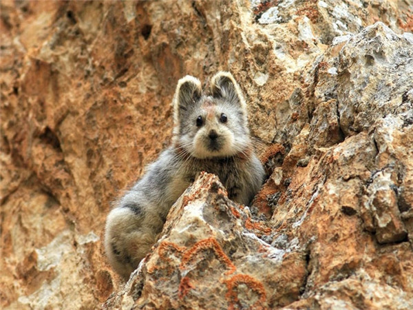 Lần đầu tiên thỏ IIi Pika xuất hiện sau 20 năm  Lần đầu tiên thỏ IIi Pika xuất hiện sau 20 năm
