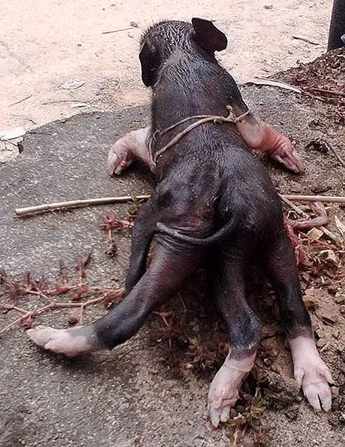 Nghệ An: Nhiều người hiếu kỳ đi xem lợn con 6 chân - Hình 1