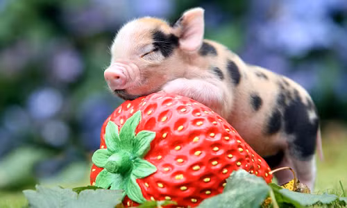  3 con giáp ngồi nhà cũng vướng tai ương, nên cẩn thận trong tháng 3/2021 âm lịch ảnh 2