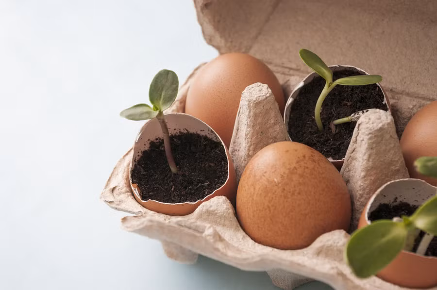 Vỏ trứng là chậu cây con hoàn hảo vì chúng nhỏ, có thể phân hủy sinh học và hoàn toàn miễn phí. (Ảnh: ITN).