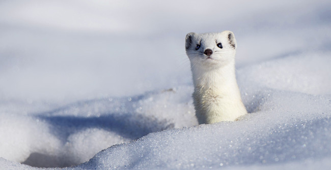 Loài chồn tuyết sang chảnh lông trắng, mặt xinh, chung tình và gợi cảm ảnh 2