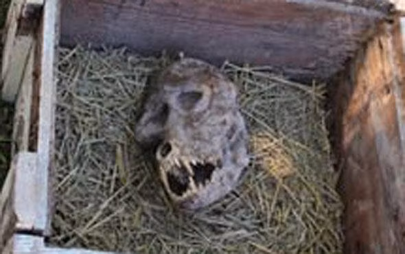 Hộp sọ được tìm thấy trong chiếc hộp khóa kín. Đối chiếu với ảnh chụp hộp sọ khỉ đầu chó và hộp sọ chó sói bên trên. (Ảnh: Internet).