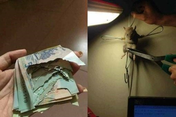 Khi trẻ được ở nhà một mình... ảnh 6 con blogtin (7)