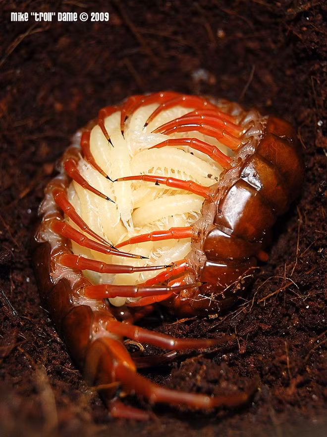 Nghe tiếng động lạ phát ra từ xô nước, anh chàng phát hiện ra sự thật dựng tóc gáy - Ảnh 4.