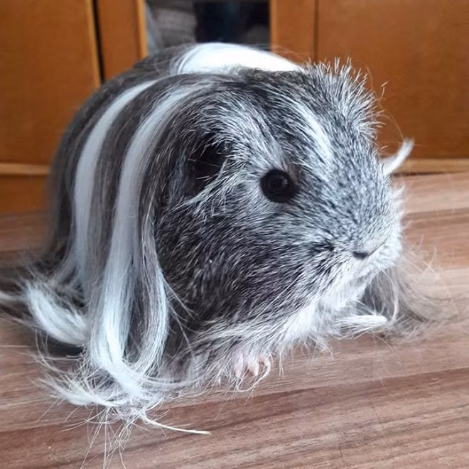 Ngắm bé chuột lang sở hữu “mái tóc” mượt mà như quảng cáo dầu gội ảnh 7