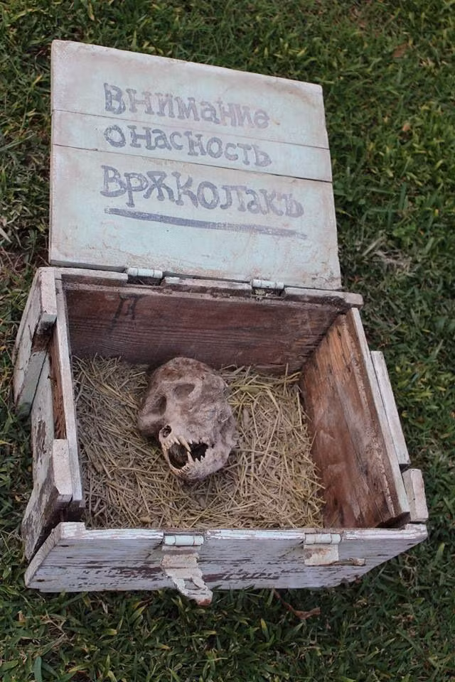 Hộp sọ “người sói” được tìm thấy trong chiếc hộp chôn dưới đất. Bấm vào ảnh để phóng to. (Ảnh: Internet).