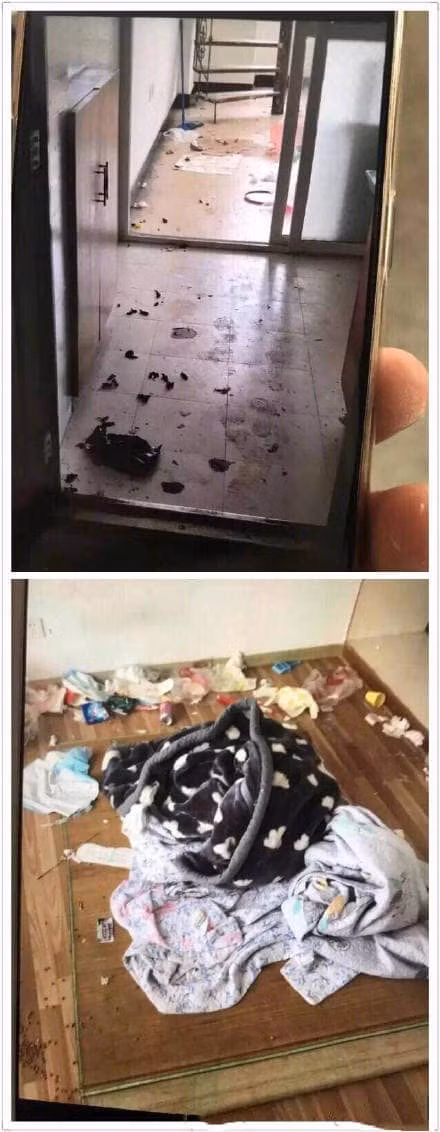 Chủ nhà ám ảnh không ăn nổi cơm sau khi bước vào căn phòng của hot girl: Bước vào toàn chất thải của chó và băng vệ sinh