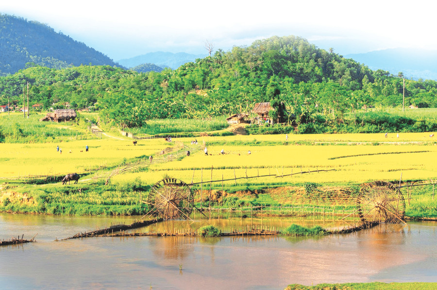 Cọn nước bà con người Thái dựng trên đồng lúa xã Châu Tiến, huyện Quỳ Châu