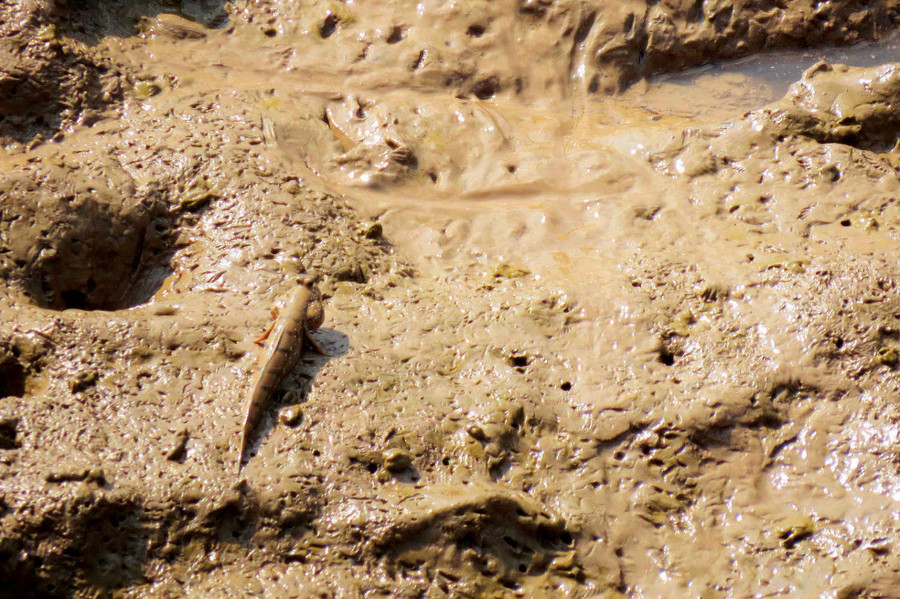 Những chú cá chạy trên mặt đất ngập mặn Những chú cá chạy trên mặt đất ngập mặn