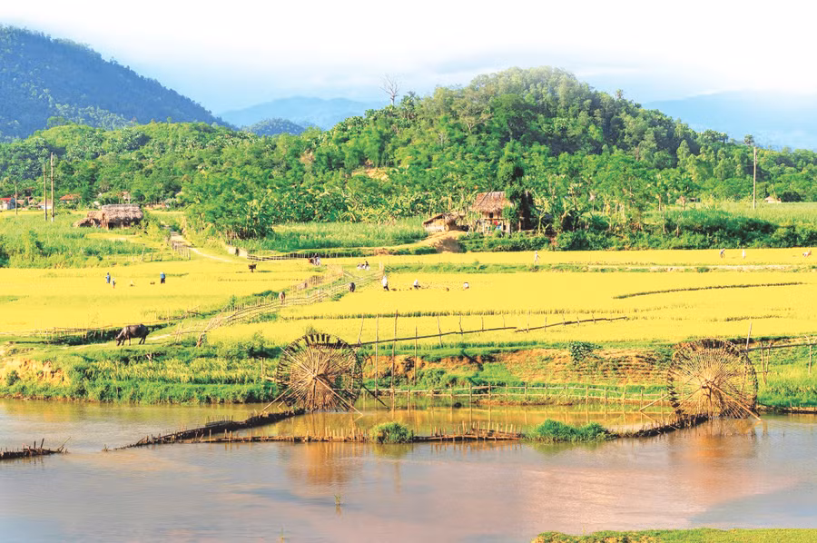 Cọn nước bà con người Thái dựng trên đồng lúa xã Châu Tiến, huyện Quỳ Châu