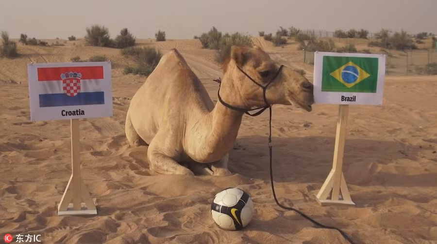 Những "nhà tiên tri" từng dự đoán đúng kết quả World Cup