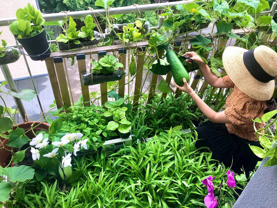 Mùa rau muống chị tận dụng trồng thật nhiều. Hết mùa lại dọn đi để nhường cho các cây hoa khác.