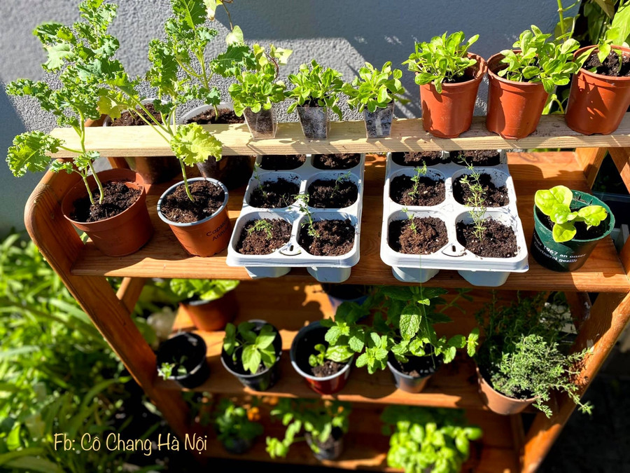 Góc ươm cây lúc khởi tạo khu vườn.