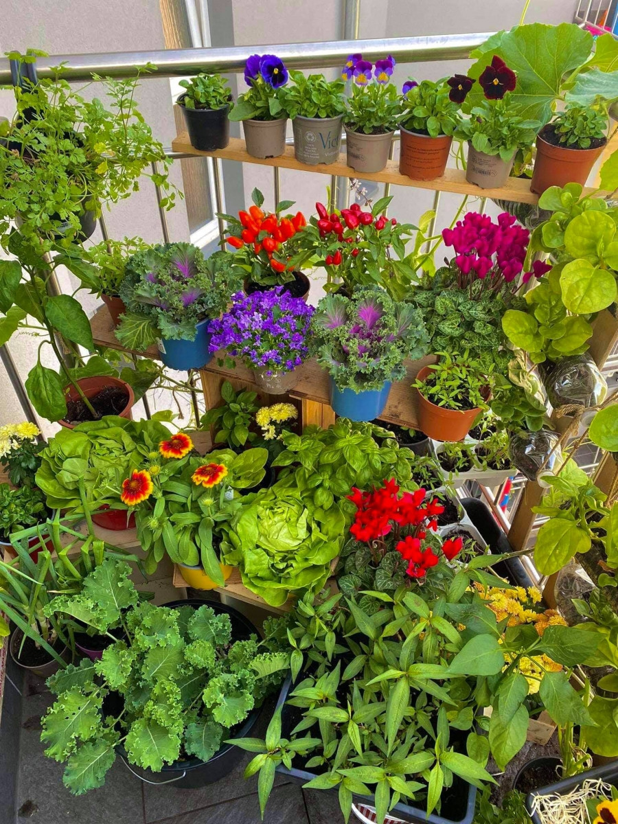 Góc vườn rực rỡ sắc màu. Ảnh: NVCC.