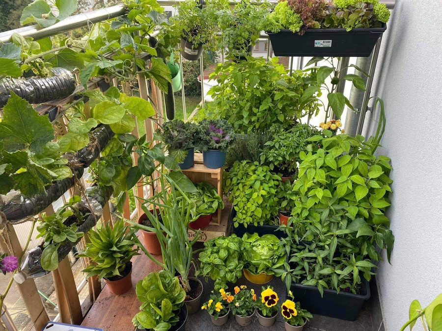 Góc cây gia vị phục vụ các món Việt và Âu.