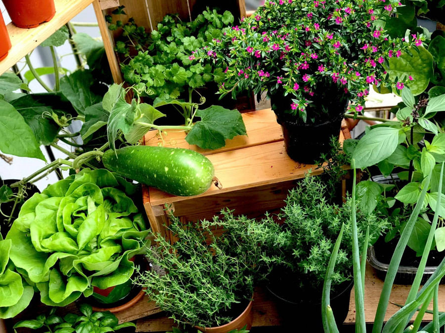 Cây xà lách trồng trong chậu nhỏ xanh mơn mởn.