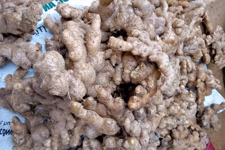 Gừng giúp người dân miền núi Kỳ Sơn xóa đói, giảm nghèo.