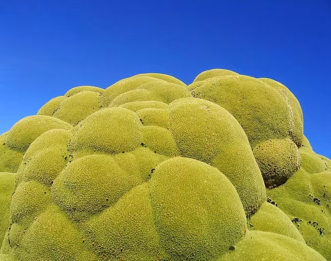 “Quái vật” cây khổng lồ 3000 tuổi