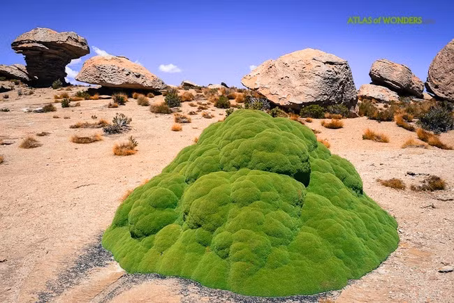 Bạn có hình dung ra không? Đây là quái vật cây khổng lồ 3000 tuổi đấy! - Ảnh 8.