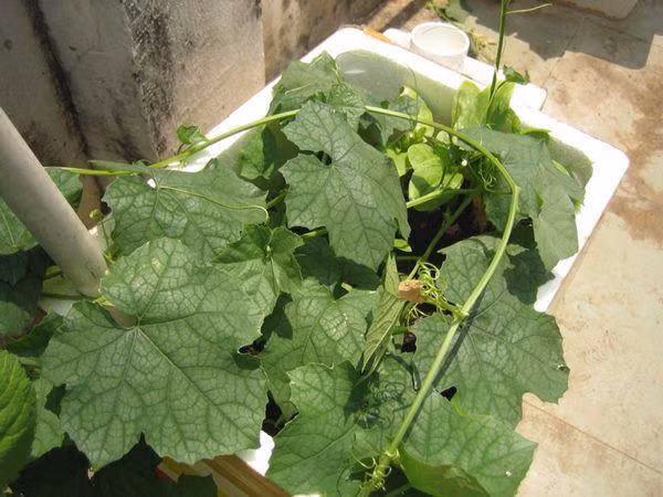 cach trong muop trong thung xop cho qua vua to vua dai, gap 3 trong mat dat - 5