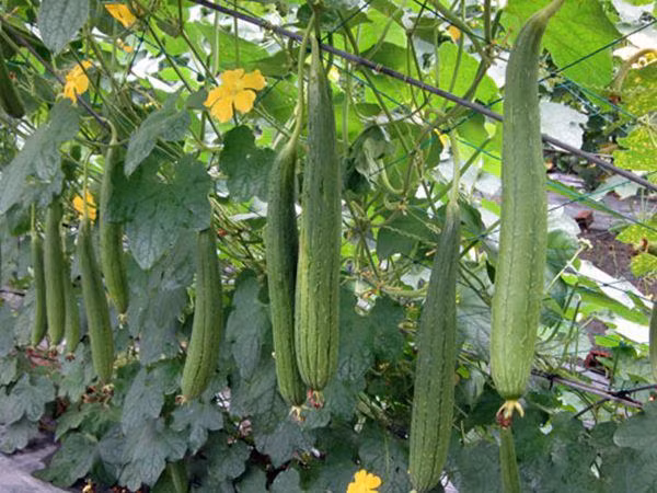 cach trong muop trong thung xop cho qua vua to vua dai, gap 3 trong mat dat - 1