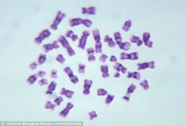 Kỳ lạ bộ xương phụ nữ 2000 năm tuổi lại có gen... đàn ông ảnh 2