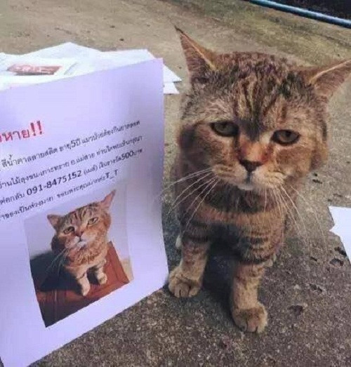 Nhận diện mèo đi lạc.