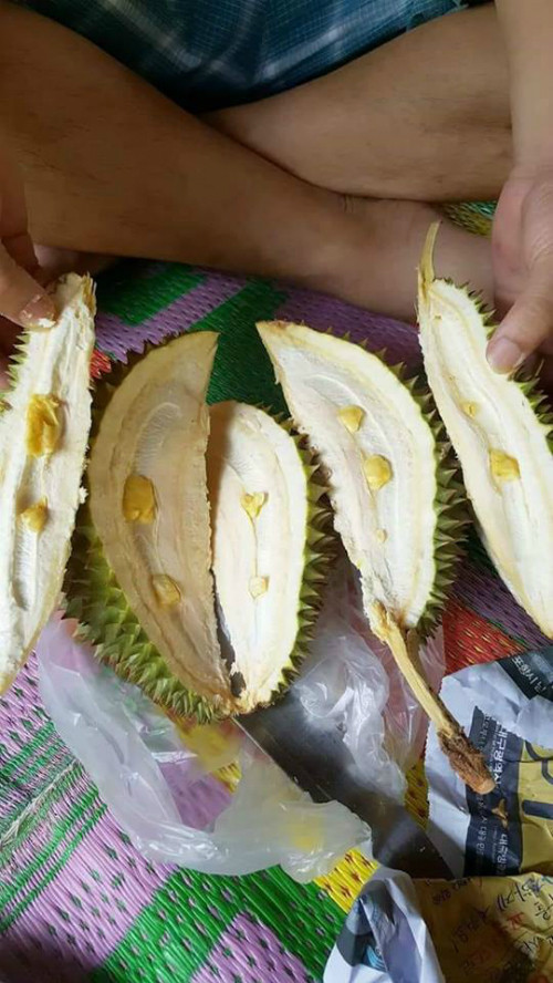 Sầu riêng không hạt.