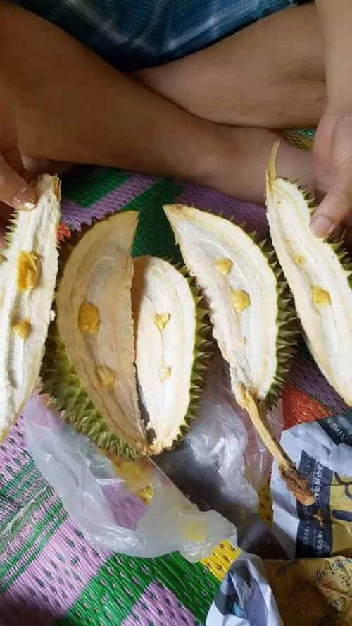 Sầu riêng không hạt. Sầu riêng không hạt.