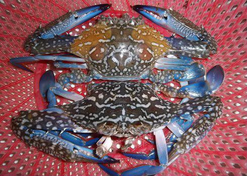 Mẹo chọn mua hải sản tươi ngon ảnh 1